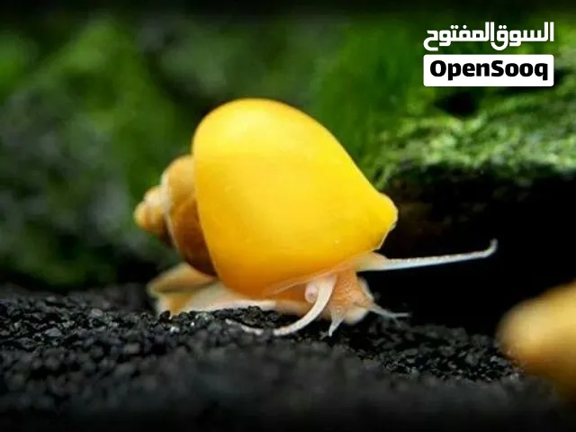 حلزون تفاح