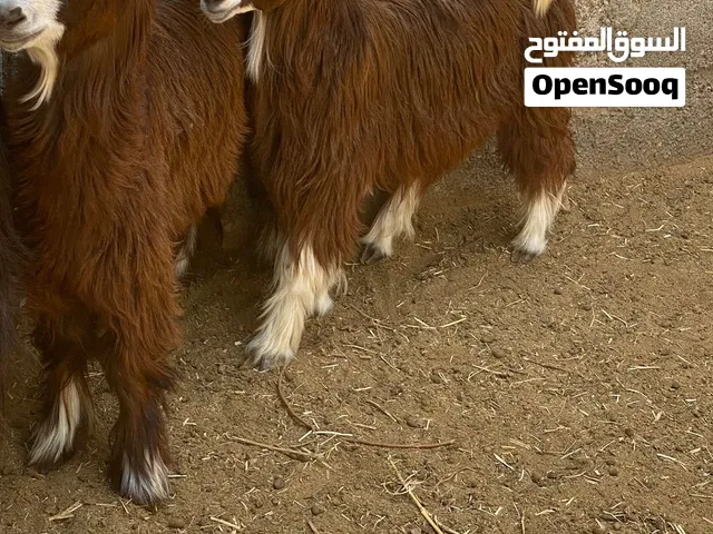 صخلان 2 للبيع