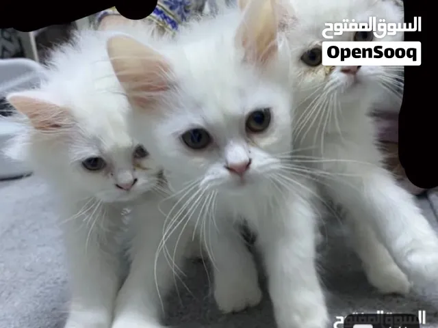 أربع قطط للتبني ثلاث منهم صغار ذكرين و انثه معاهم أبوهم نوع شيرازيات
