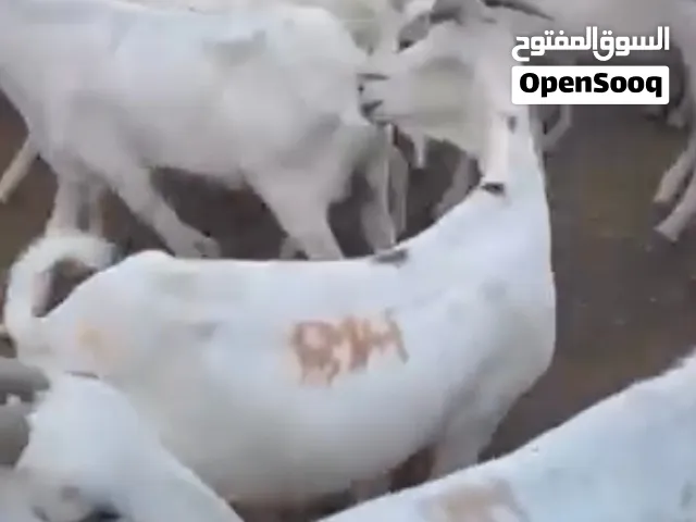 تيوس صومالي العدد 2 للبيع