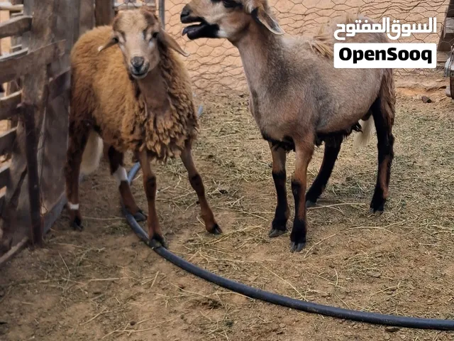 اتنين خرفان للبيع 2500