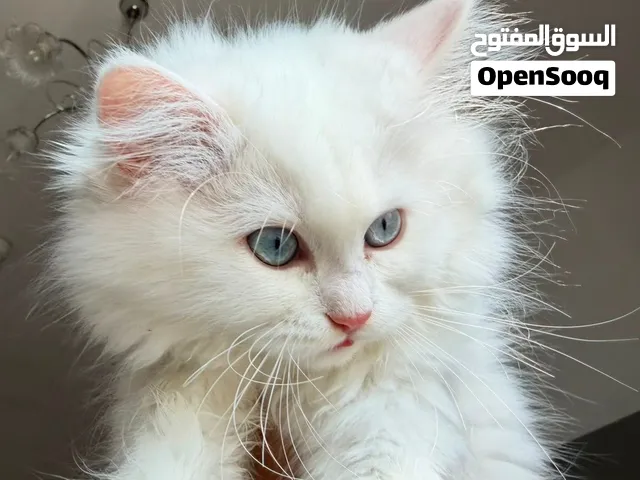 قطه شيرازي بيضاء