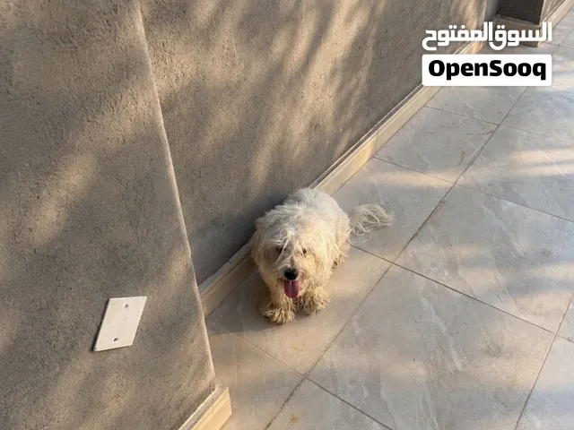كلب زينة فحل لمن يرغب به التواصل معي هنا أو على الواتساب، الرقم بالأسفل والمعلومات أيضا بالأسفل
