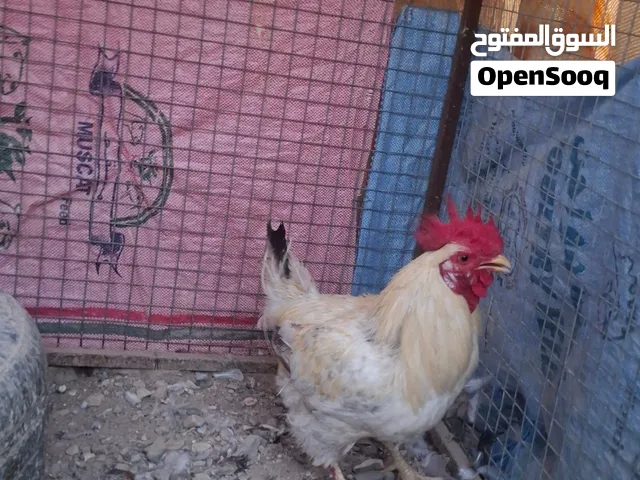 ديك  فرنسي