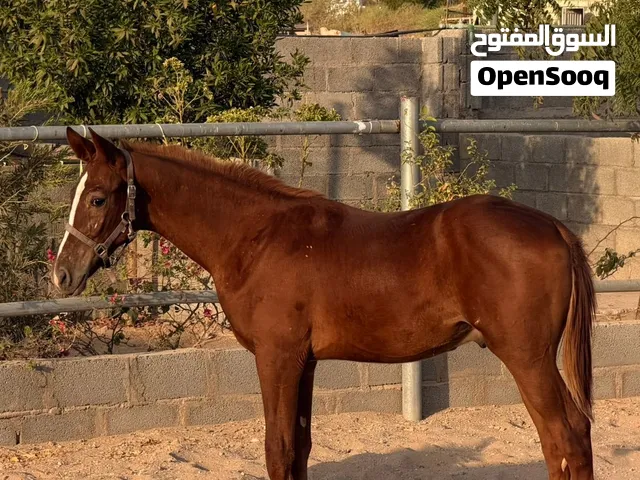 مهر عربي اصيل