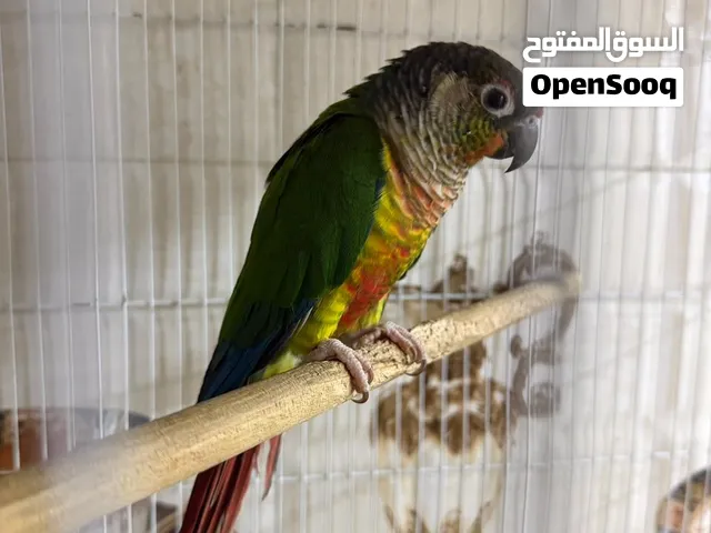 كنيور اليف طينة لعوب للبيع