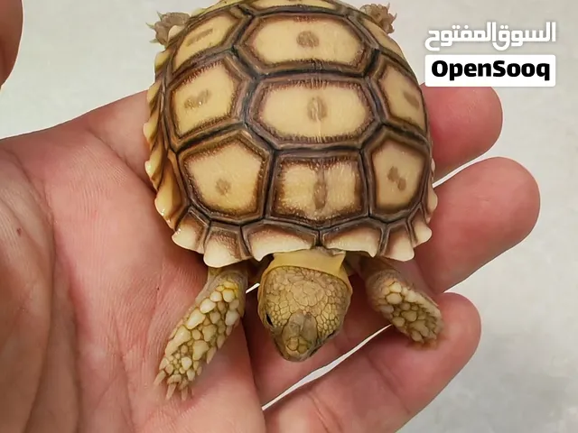 سلاحف سلوكاتا صغيرة