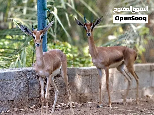 بيع غزال ديماني