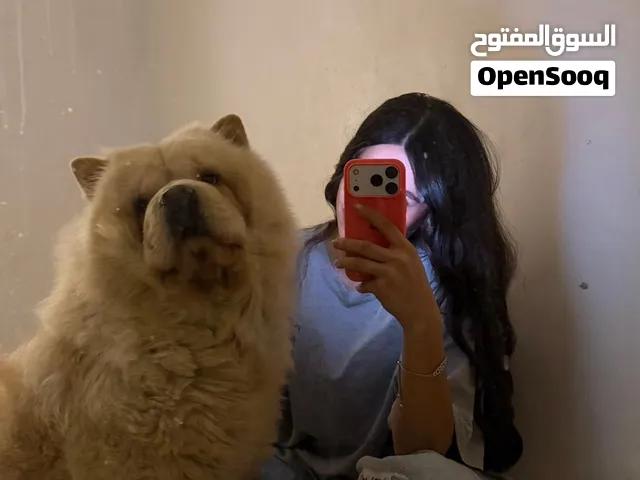 تساو تشاو انثى ابيض