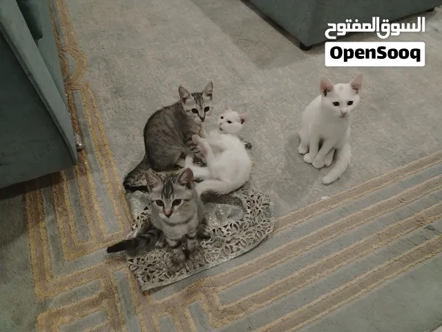 Persian Mother and 5 Mixed Kittens FOR FREE (Adoption)