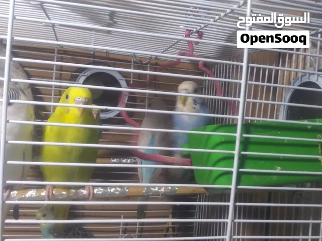 محل ابو سامي للصيانه وهندسه  الاكترونيات