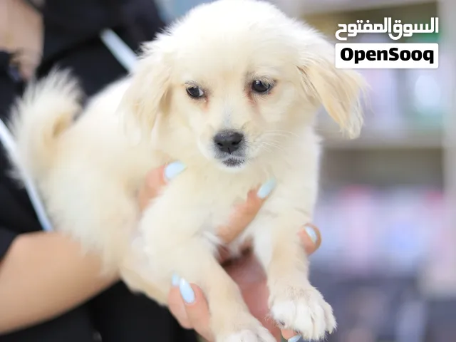 جراء  لولو فوكس....مالتيز مكس...جولدن ريتريفر  جميع اللقاحات اللازمه وجرعه الدود ومايكروشيب