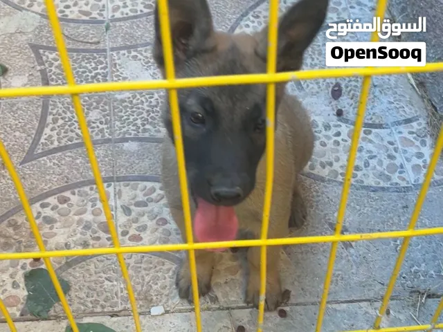 كلب ملينو عمر ثلاثة أشهر  قناع أسود دم حامي معاه دفترين تطعيم