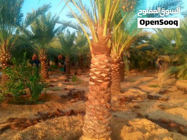 موجود نخل للبيع اخلاص وحلوه الجوف ومكتومي وانواع ثانيه الارتفاع من 2متر إلي 4متر ما فيش اختلاف على