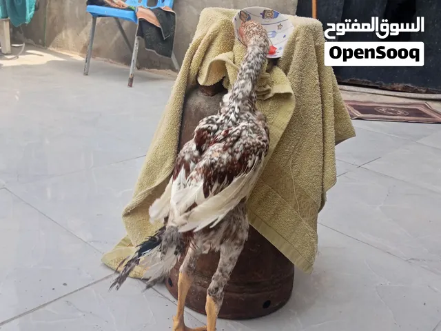 ديج هراتي مخلف عمر 4اشهر