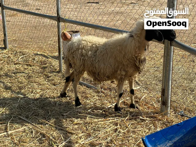 جعد 2 وحده تهجين وحده عماني اصل