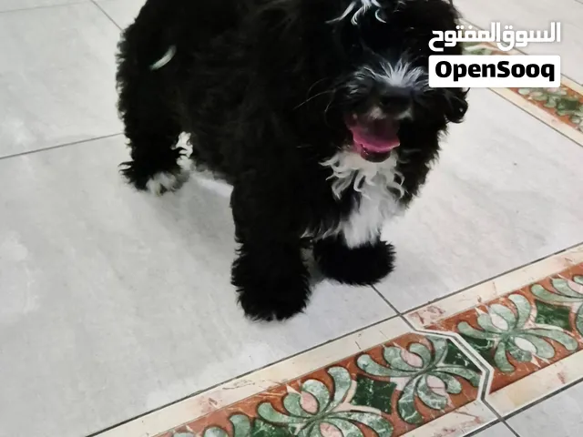Maltese and Shi Tzu