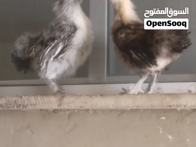 بسم الله وعلى بركة الله متاح اقراء الوصف