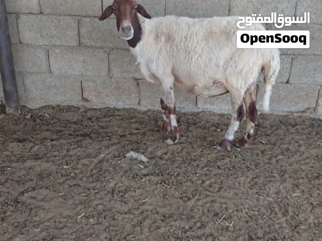 نعجة جمع صغير للبيع