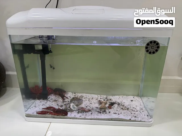 حوض اسماك 60X30  مع اربعة لوبستر