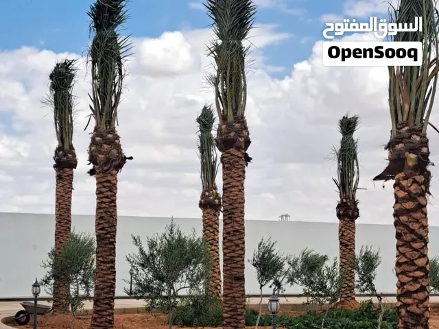مزارع الكرامة