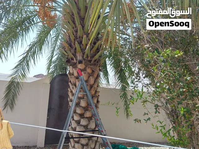 للبيع نخيل خلاص ونشو الفلج