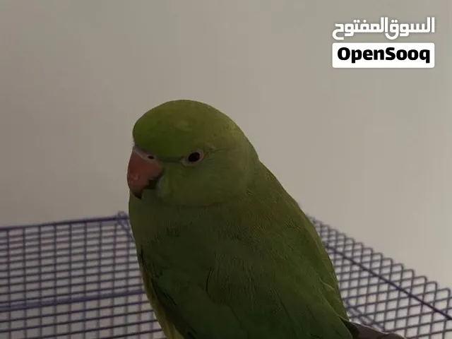 متوه للبيع
