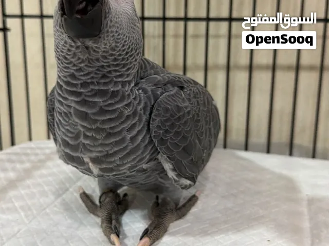 كاسكو فرخ الوصف مهم