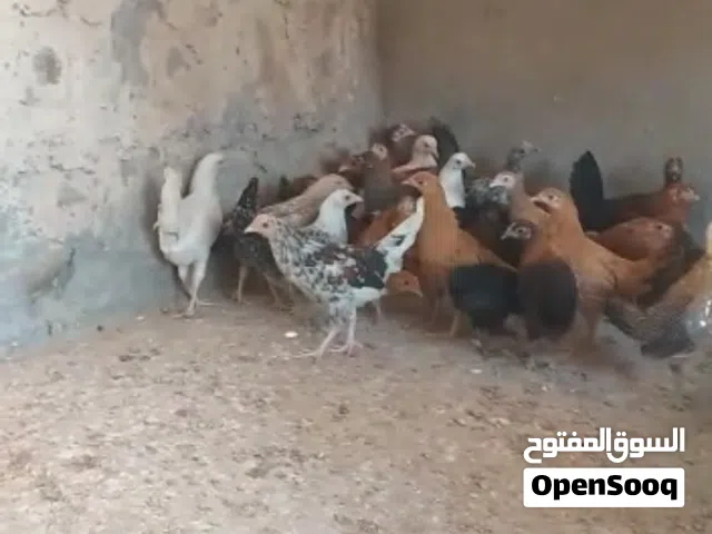 البيع دجاج عماني
