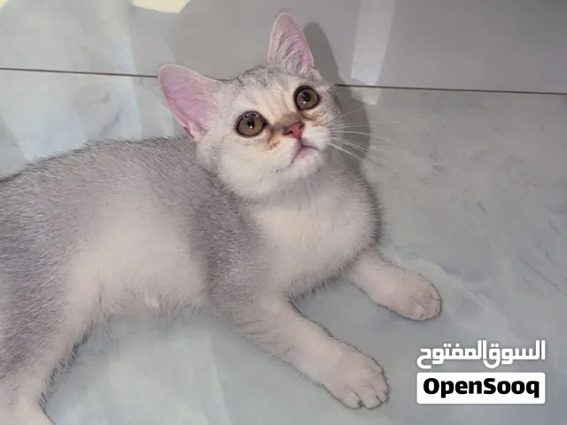 Silver chinchilla 2000 Aed