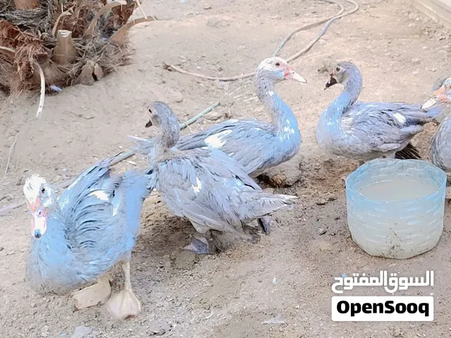 بش مصري رصاصيات