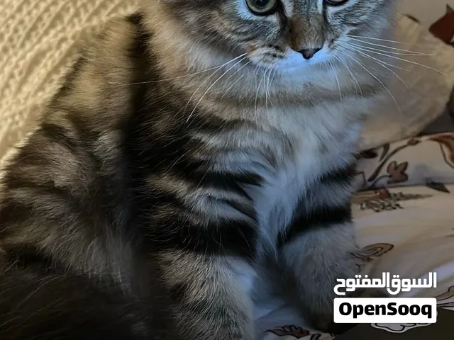 قط سيبيري