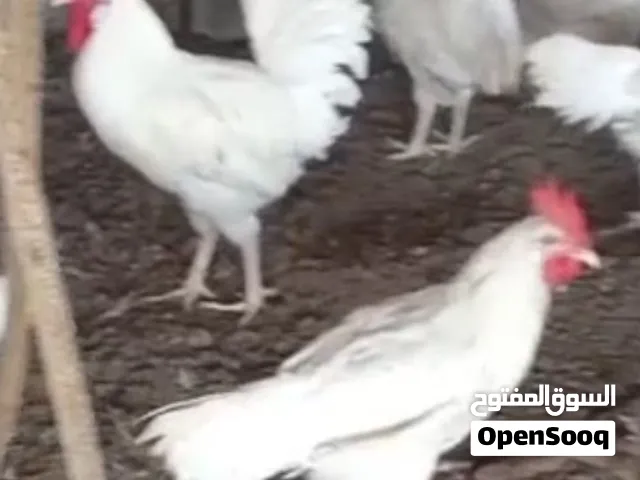 يتوفر ديكه الوهمان البيض البياض