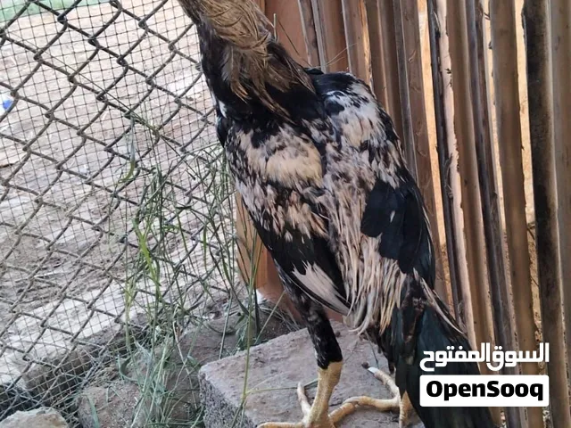 ديك جاو بكستاني نسل ميوالي