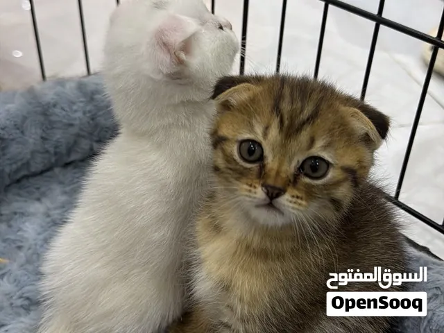 Scottish Kittens for Sale