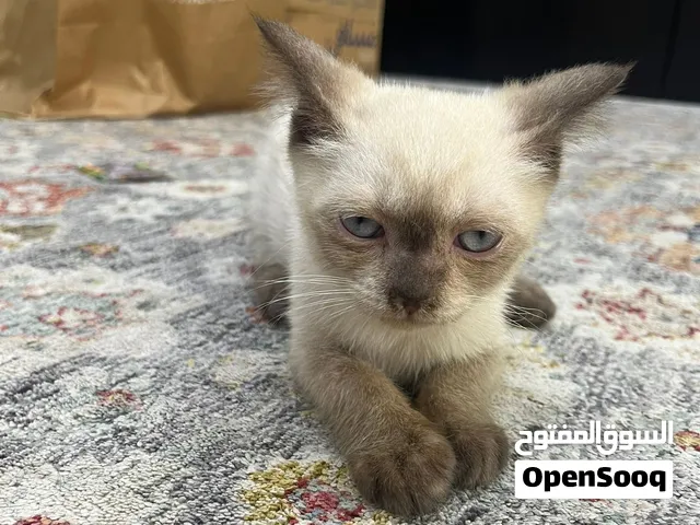 Siamese cat very friendly