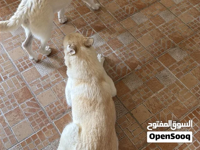 كلاب هاسكي ام وبنتها