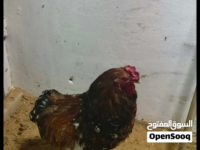ديك براهمي عمره سنة