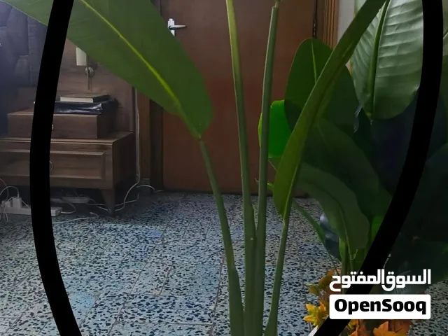 زرعات جديده