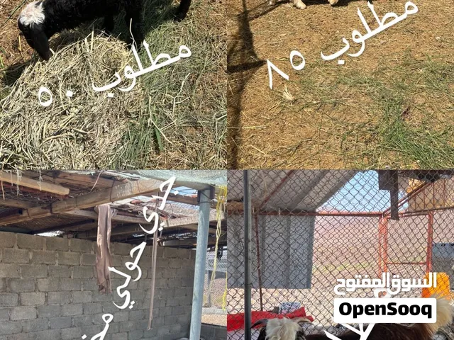 جدايا وكبش للبيع