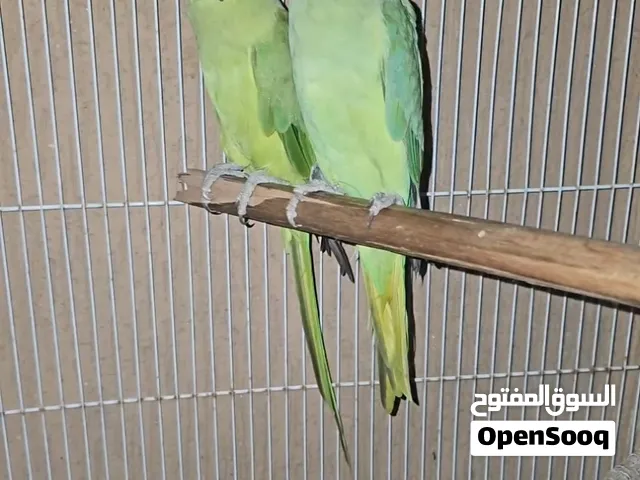 دره زوج تبديل ___ محتاج طيور زيبرا و بادجي بمقابل الدره زوج