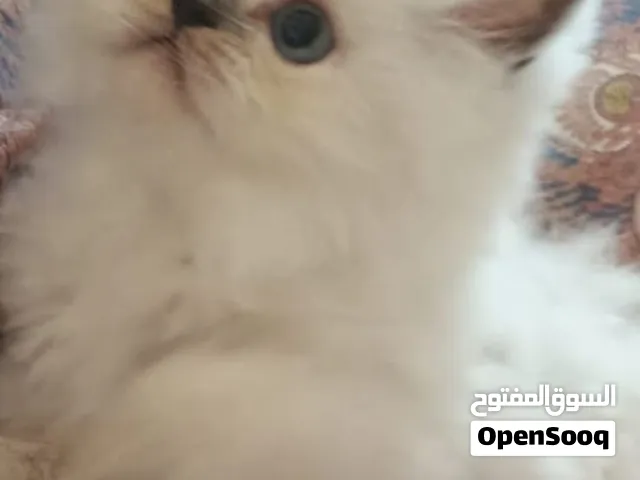 قطط شيرازي بيور