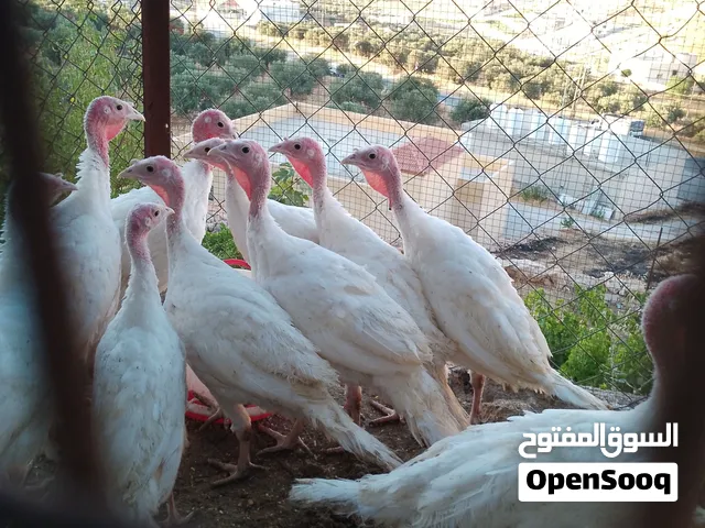 حبش هولندي ابيض جامبو عمر 5شهور