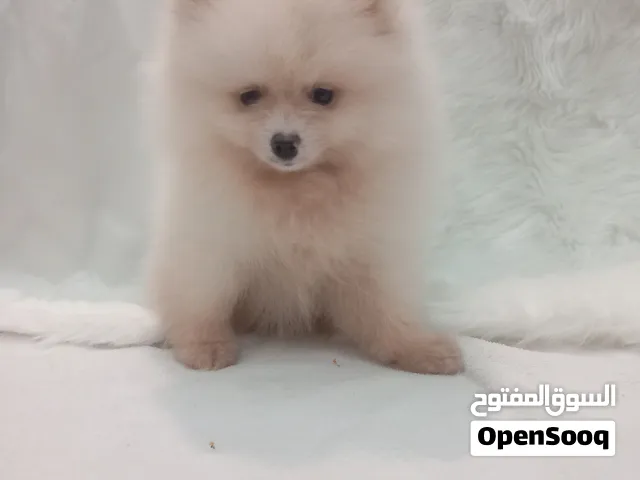 mini pomeranian