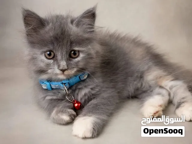 Parisian British Longhair baby cat