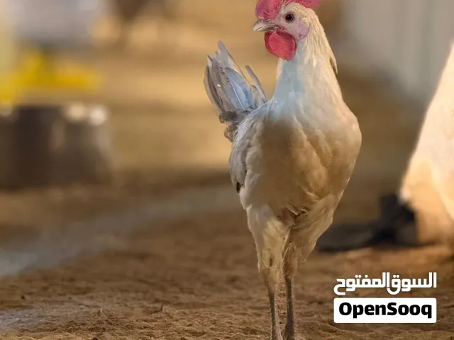 للبيع دياجه ودجاج تايلنديه وفتنامي و فايتر وعربي قديم و فيومي وزاحف تايلندي شي فاخر