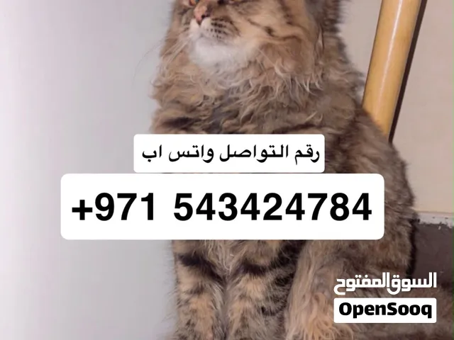 انثى شيرازي  6 اشهر ونصف