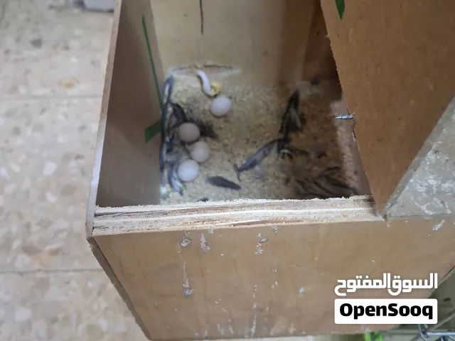 جوز  ببغاء كوكتيل للبيع