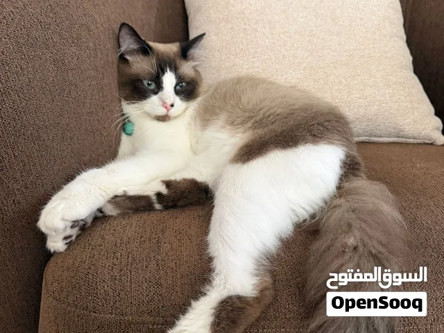 Purebred male Ragdoll cat 2000 AED