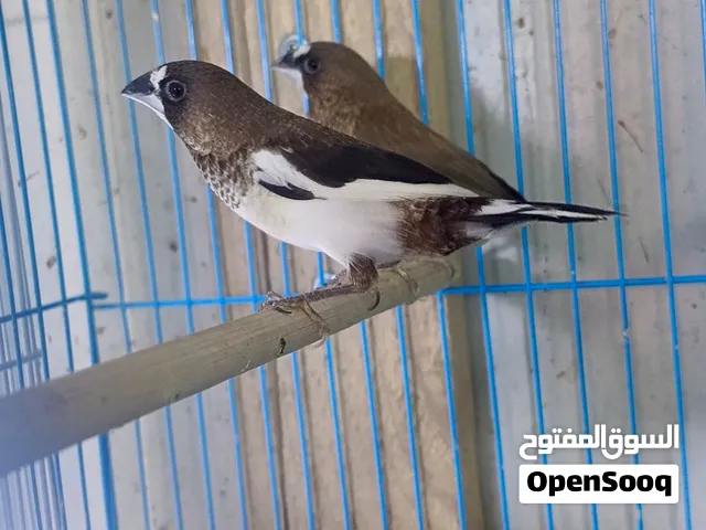 زوج بنكالي الوصف مهم